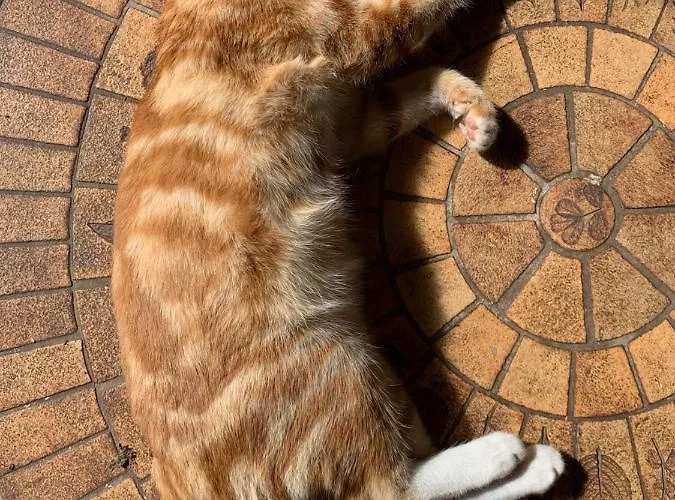 Eyhera Perkain Bed & Breakfast *