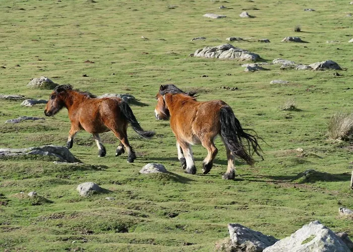 Eyhera Perkain Bed & Breakfast Aldudes